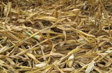 Maize Straw