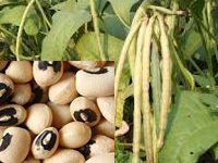 cowpea