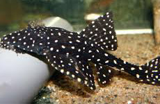 Adonis pleco