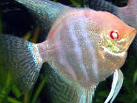 Albino Angle red Eye