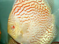 Albino Discus