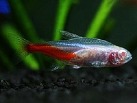 Albino Neon Tetra