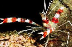 BandedCoralShrimp