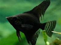 Black Angelfish