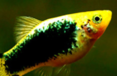 Black Parrot Platy