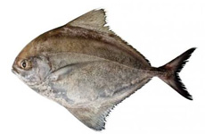 Black pomfret