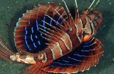 Blackfoot lionfish