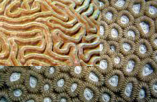 BrainCoral