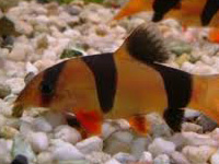 Clown Loach