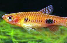 Clown Rasbora