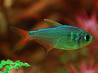 Colombian Redfin Tetra