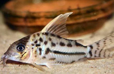 Corydoras Pulcher