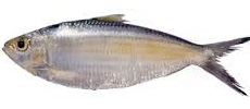 Deep bodied sardinella