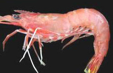 Deep sea shrimp