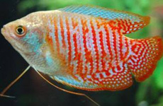 DwarfGourami