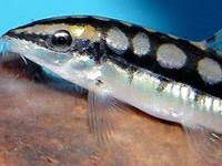 Dwarf Loach