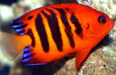 Flame angelfish