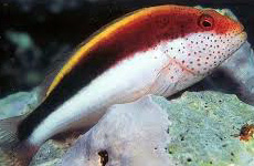 Freckled hawkfish