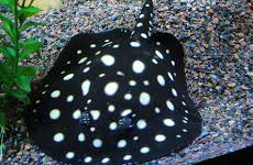 FreshWaterStingray