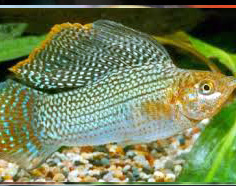 Gaint Sailfin Molly