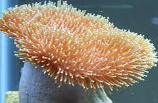 GoldCrownCoral