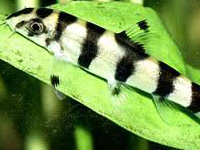 Golden Zebra Loach