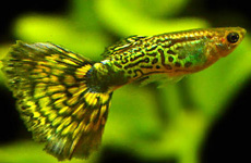 Green Variegated Guppy