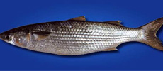 Grey mullet