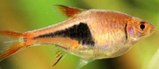 Hari Quine Rasbora