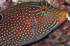 Hawaiian blue puffer