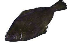 Indian halibut