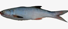 Indian Salmon