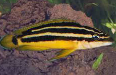 Julidochromis Ornatus