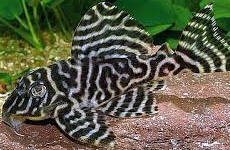 King tiger pleco