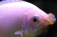 KissingGourami 