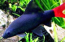 Labio Bicolor Red Tail Black Shark