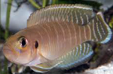 Lamphrologus Spec