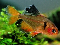 Longfin Serpae Tetra