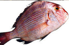 Long spine sea-bream