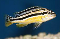 Melanochromis Auratus