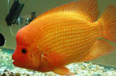 Midas Cichlid