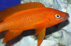 Neolamprologus Leleupi