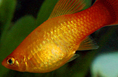 Orange Platy