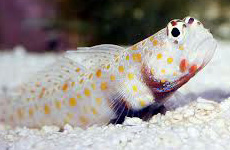 Orange spotted goby