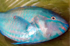 Parrot fish