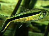 Penjuine Tetra