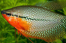 PeralGourami