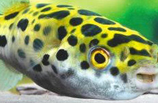 Puffer Fish