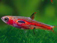 Pygmy Rasbora