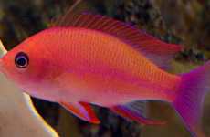 RedAnthias